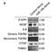 Transforming growth factor beta-2 antibody, NBP1-45892, Novus Biologicals, Western Blot image 