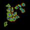 Mitochondrial uncoupling protein 3 antibody, NBP2-61821, Novus Biologicals, Immunofluorescence image 