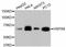 Heat Shock Protein Family A (Hsp70) Member 8 antibody, abx125342, Abbexa, Western Blot image 