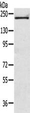 TSC Complex Subunit 2 antibody, CSB-PA980506, Cusabio, Western Blot image 