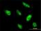 BTG Anti-Proliferation Factor 4 antibody, H00054766-M07, Novus Biologicals, Immunocytochemistry image 