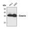 Emerin antibody, PA5-17188, Invitrogen Antibodies, Western Blot image 