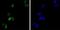 GATA Binding Protein 1 antibody, NBP1-47492, Novus Biologicals, Immunofluorescence image 