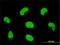 HDGF Like 3 antibody, H00050810-M01, Novus Biologicals, Immunofluorescence image 