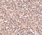 Autophagy Related 5 antibody, 4441, ProSci, Immunohistochemistry paraffin image 