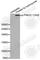 Protein Kinase, DNA-Activated, Catalytic Subunit antibody, AP0434, ABclonal Technology, Western Blot image 