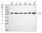 Protein Tyrosine Phosphatase Non-Receptor Type 6 antibody, M00938-2, Boster Biological Technology, Western Blot image 