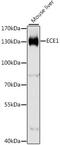 Endothelin Converting Enzyme 1 antibody, 19-770, ProSci, Western Blot image 