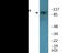 Vav Guanine Nucleotide Exchange Factor 1 antibody, EKC2009, Boster Biological Technology, Western Blot image 