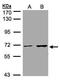 Chromodomain Y Like antibody, PA5-28433, Invitrogen Antibodies, Western Blot image 