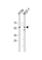 Cell Division Cycle 7 antibody, abx033446, Abbexa, Western Blot image 