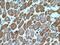 Small G Protein Signaling Modulator 3 antibody, 20825-1-AP, Proteintech Group, Immunohistochemistry frozen image 