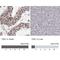 Target Of EGR1, Exonuclease antibody, NBP2-49587, Novus Biologicals, Immunohistochemistry paraffin image 