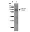 Trafficking Kinesin Protein 2 antibody, NBP2-59333, Novus Biologicals, Western Blot image 