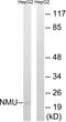 Neuromedin U antibody, LS-C120153, Lifespan Biosciences, Western Blot image 