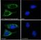 hAG-2 antibody, 45-214, ProSci, Western Blot image 