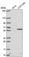 PR/SET Domain 8 antibody, PA5-66069, Invitrogen Antibodies, Western Blot image 