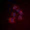 Cell Death Inducing DFFA Like Effector A antibody, orb74360, Biorbyt, Immunocytochemistry image 