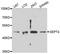 Septin-4 antibody, abx125463, Abbexa, Western Blot image 