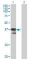  antibody, H00006936-B01P, Novus Biologicals, Western Blot image 