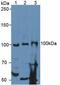 Spondin 1 antibody, MBS2016164, MyBioSource, Western Blot image 