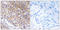 Trafficking Protein Particle Complex 1 antibody, LS-C199677, Lifespan Biosciences, Immunohistochemistry paraffin image 