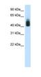 SRY-Box 3 antibody, orb330003, Biorbyt, Western Blot image 