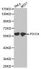 Programmed Cell Death 4 antibody, abx001909, Abbexa, Western Blot image 