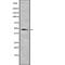 RNA Binding Motif Single Stranded Interacting Protein 3 antibody, abx218225, Abbexa, Western Blot image 