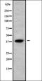 Mitochondrial Ribosomal Protein L28 antibody, orb337901, Biorbyt, Western Blot image 