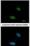 Exosome Component 10 antibody, PA5-28589, Invitrogen Antibodies, Immunofluorescence image 