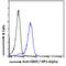 Chromobox 5 antibody, 45-372, ProSci, Western Blot image 