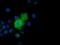 Adenylate Kinase 5 antibody, NBP2-02978, Novus Biologicals, Immunofluorescence image 