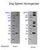 CD4 antibody, NBP1-19371, Novus Biologicals, Western Blot image 