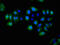 EPH Receptor A5 antibody, CSB-PA007725LA01HU, Cusabio, Immunofluorescence image 