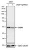 Craniofacial Development Protein 1 antibody, MA5-27809, Invitrogen Antibodies, Western Blot image 