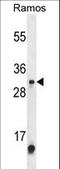 Methyltransferase Like 1 antibody, LS-C164153, Lifespan Biosciences, Western Blot image 