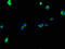 KIAA0513 antibody, A62814-100, Epigentek, Immunofluorescence image 