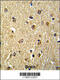 NFKB Repressing Factor antibody, 62-384, ProSci, Immunohistochemistry paraffin image 