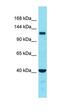 RHO Family Interacting Cell Polarization Regulator 1 antibody, orb326975, Biorbyt, Western Blot image 