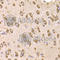 Eukaryotic Translation Elongation Factor 1 Beta 2 antibody, A6580, ABclonal Technology, Immunohistochemistry paraffin image 