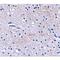 F-Box And Leucine Rich Repeat Protein 20 antibody, LS-C53248, Lifespan Biosciences, Immunohistochemistry frozen image 