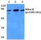 Component Of Inhibitor Of Nuclear Factor Kappa B Kinase Complex antibody, PA5-36718, Invitrogen Antibodies, Western Blot image 