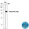 Ribosomal Protein S6 Kinase A1 antibody, MAB79671, R&D Systems, Western Blot image 