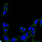 Protein Tyrosine Kinase 2 antibody, LS-C812597, Lifespan Biosciences, Western Blot image 