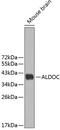 Aldolase, Fructose-Bisphosphate C antibody, 19-137, ProSci, Western Blot image 