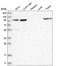 G Protein Regulated Inducer Of Neurite Outgrowth 1 antibody, HPA036478, Atlas Antibodies, Western Blot image 