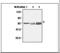 Thioredoxin Reductase 2 antibody, LS-C62197, Lifespan Biosciences, Western Blot image 