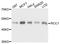 Regulator Of Chromosome Condensation 1 antibody, A6350, ABclonal Technology, Western Blot image 