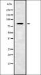 Transmembrane Channel Like 7 antibody, orb338771, Biorbyt, Western Blot image 